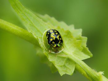 Close-up of insect on leaf