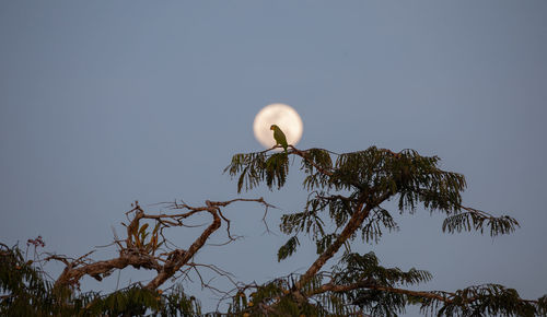 Low angle view of bird perching on branch against sky