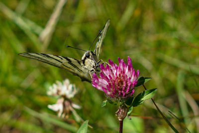 Close-up of butterfly on flower