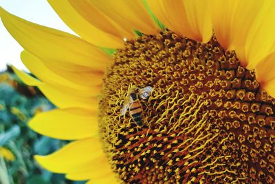 Close-up of honey bee on sunflower