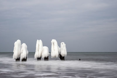 View of swans swimming in sea