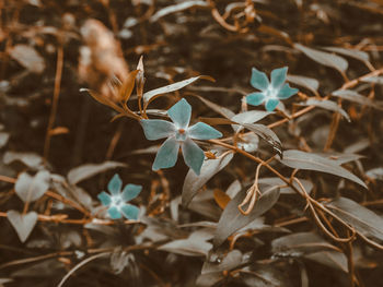 Close-up of dry leaves on land