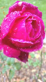 Close-up of water drops on flower