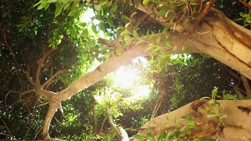 Low angle view of trees in forest