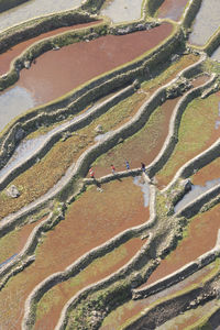 Full frame shot of rice paddy