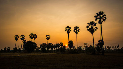 Silhouette palm trees on field against sky during sunset