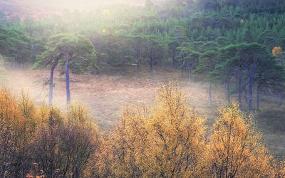 Full frame shot of tree against sky