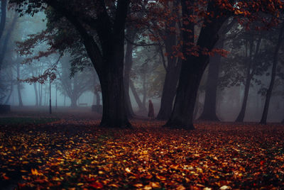 Trees in park during autumn