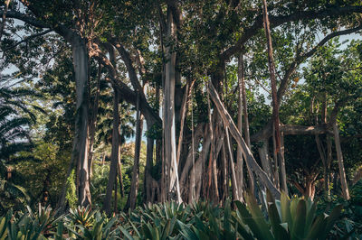 Trees in forest