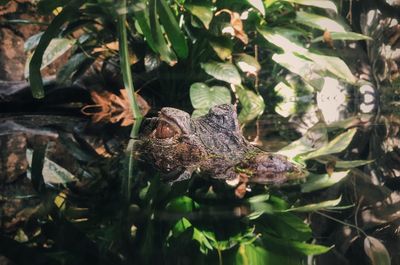 Close-up of crocodile in water