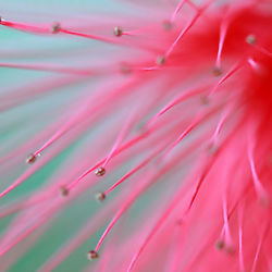 Full frame shot of wet pink leaf