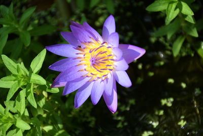 Close-up of purple flower