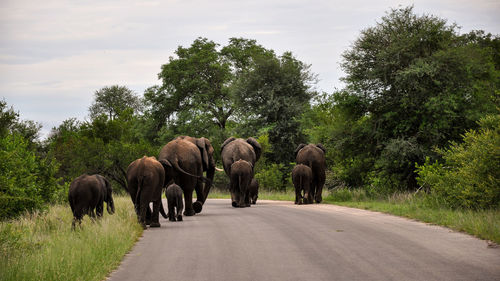 View of elephants walking on road