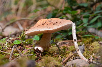 Close-up of fly agaric mushroom