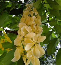 Close-up of yellow flowers