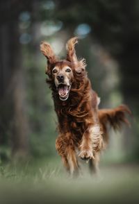 Close-up of dog