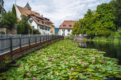 Flowering plants by lake and buildings against sky