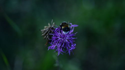 Close-up of bee pollinating on purple flower