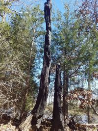 Low angle view of trees in forest