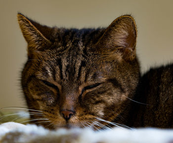 Close-up of a cat