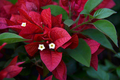 Close-up of red flowers blooming outdoors