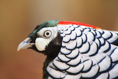 Close-up of a bird