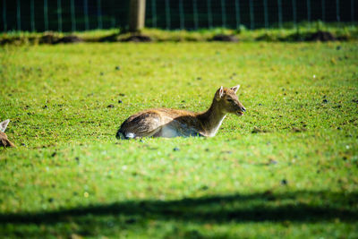 Side view of giraffe on field