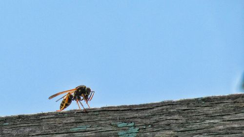 Close-up of wasp on weathered wood