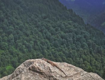 Scenic view of forest