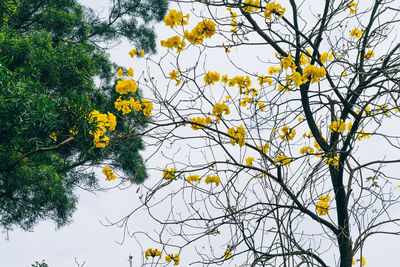 Low angle view of tree against sky
