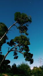 Low angle view of trees against clear blue sky