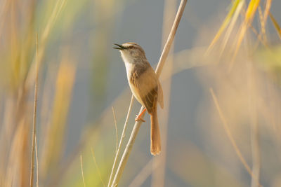 Close-up of bird perching on twig