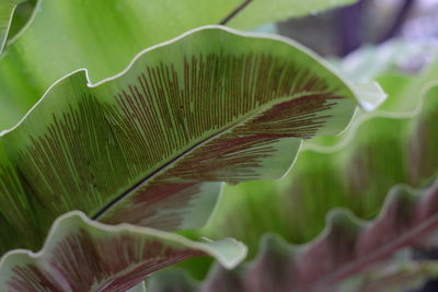 Close-up of fresh green leaves on plant
