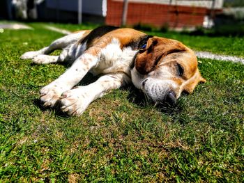 View of a dog resting on field