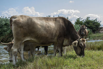 Cows standing in a field