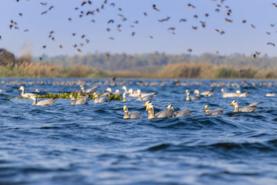 A group of migratory birds flying in sky and floating in blue rippled water of a lake