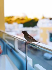 Close-up of bird perching on railing