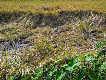 Plants growing on field