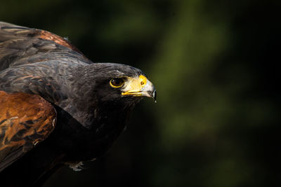 Close-up of an animal looking away