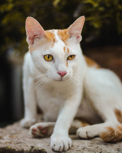 Close-up portrait of cat sitting outdoors