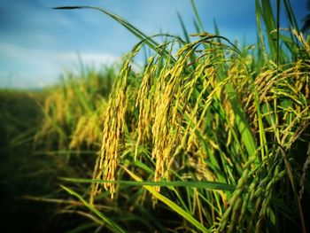 Close-up of stalks in field against sky