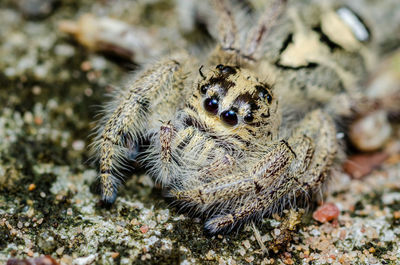 Close-up of spider