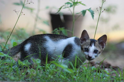 Portrait of a cat on field