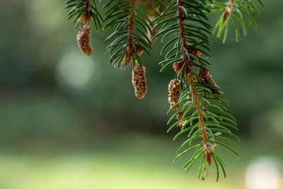 Close-up of pine tree leaves