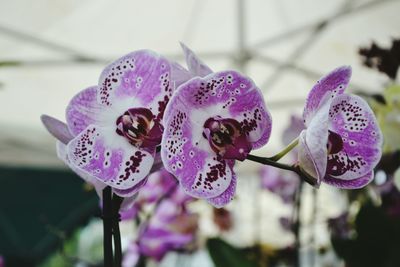 Close-up of purple flowers blooming outdoors