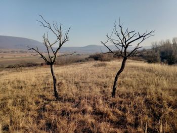 Bare tree on field against sky