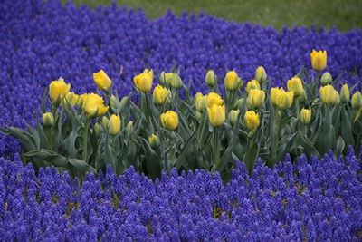 Close-up of fresh purple crocus flowers in field