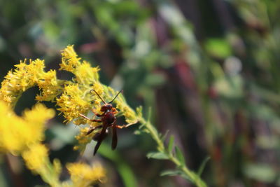 Close-up of insect on plant