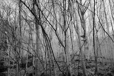 Bare trees in forest