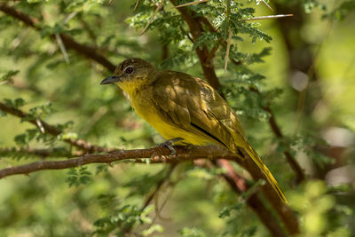 Close-up of bird perching on branch